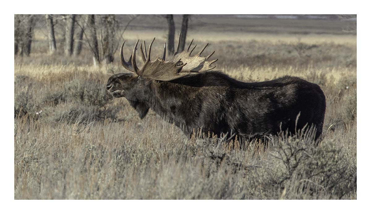 Brushbuck Wildlife Tour